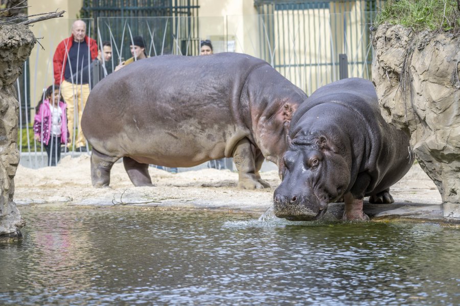 zoovienna24_74.jpg