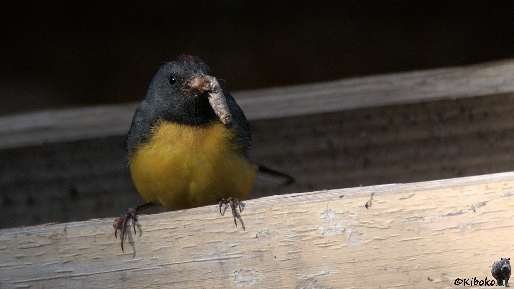 Das Bild zeigt einen grauen Vogel mit gelbem Bauch und gelber Brust auf einem Balken sitzen. Er hat eine Larve oder Puppe im Schnabel.