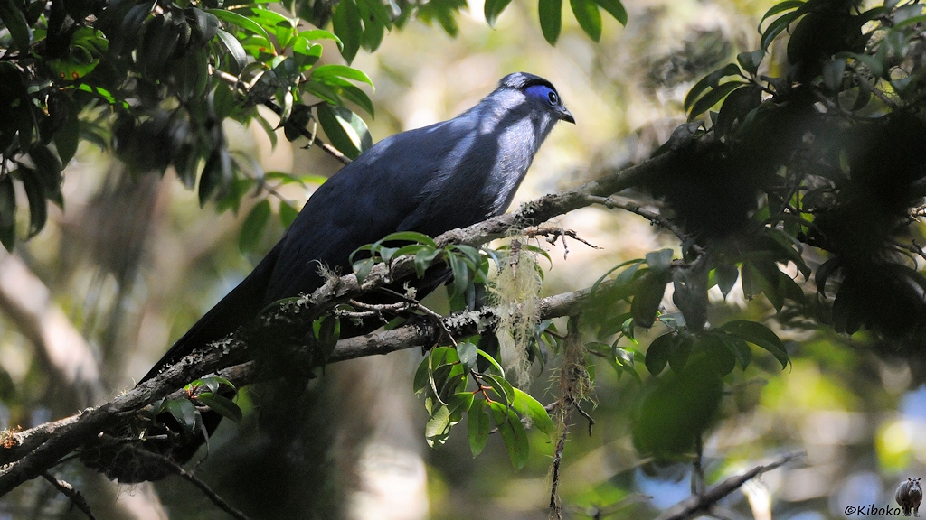 Ein grau-blauer Vogel mit hellblauem Liedschatten sitzt auf einem Diagonalen Ast im dichten Blattwerk