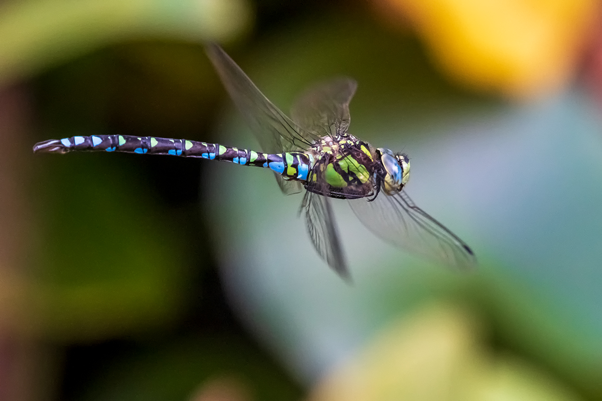 20200911_D500_1198NF.jpg