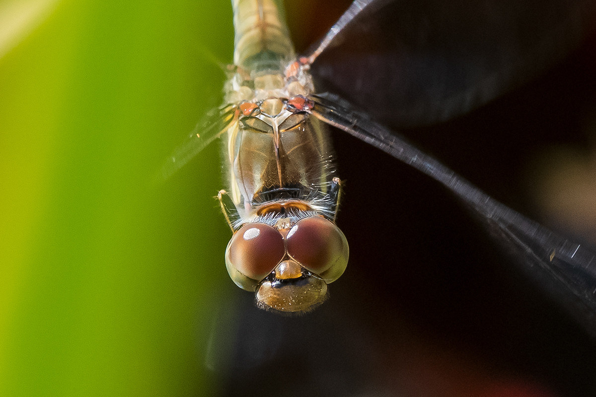 20200914_D500_1918vNF.jpg