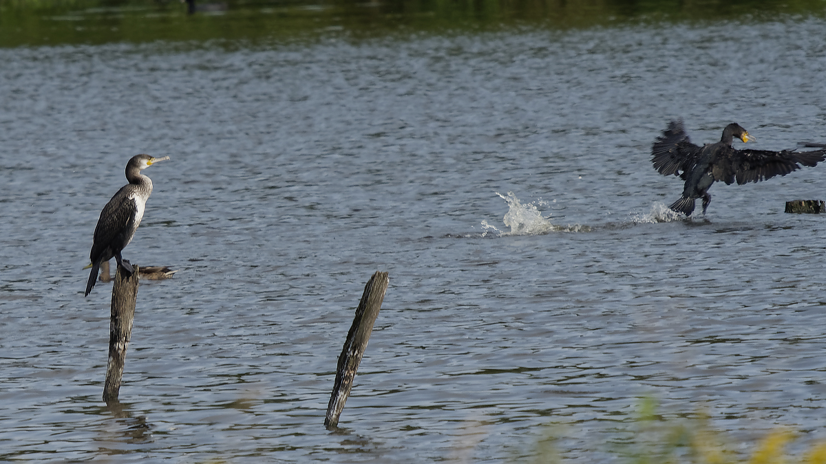 full