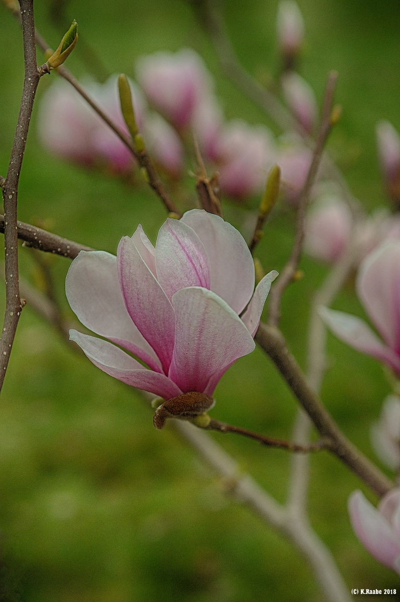 cK.R.-540DSC_9873_HD.jpg