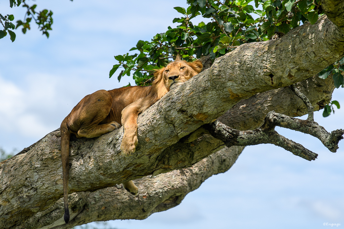 Uganda%201558.jpg