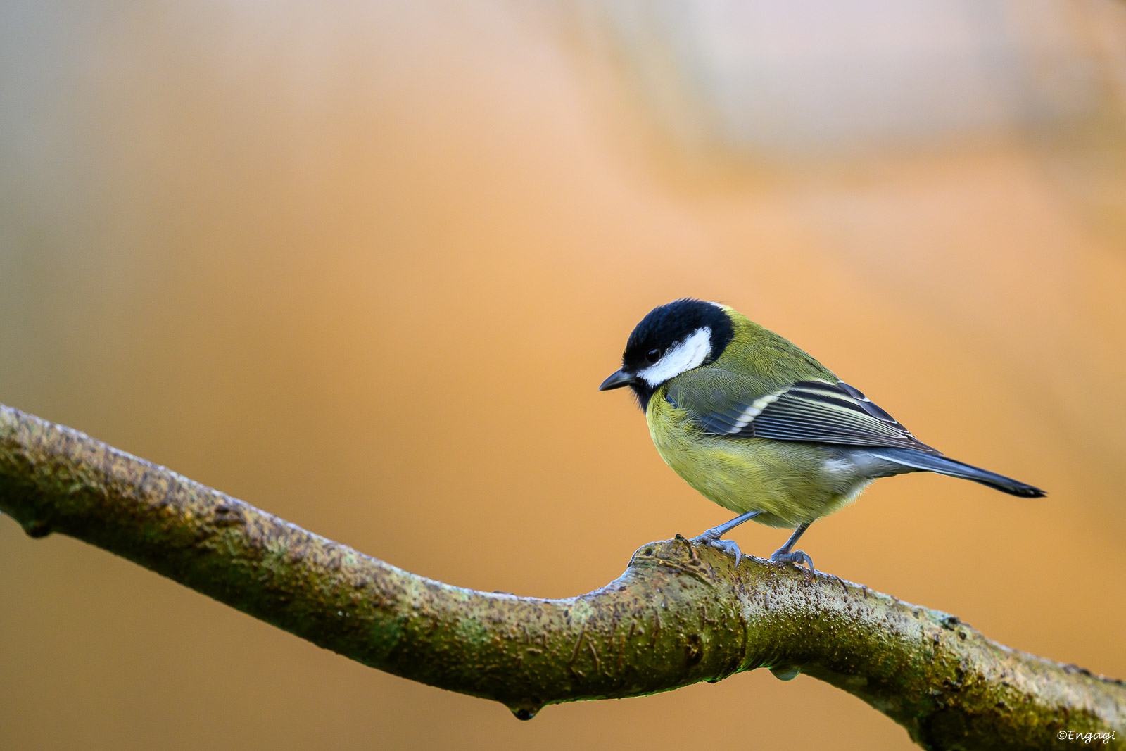 DSC_1094.jpg