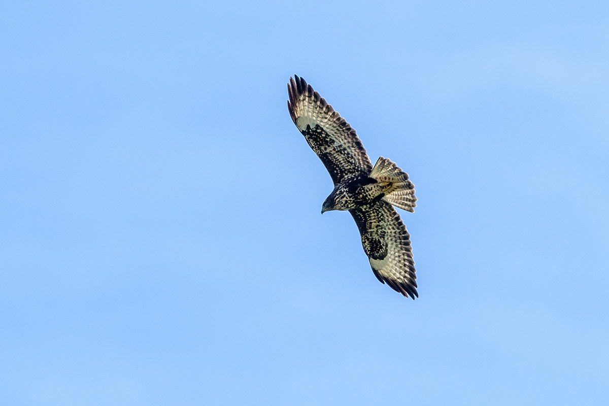 20210925_D500_7488NF.jpg