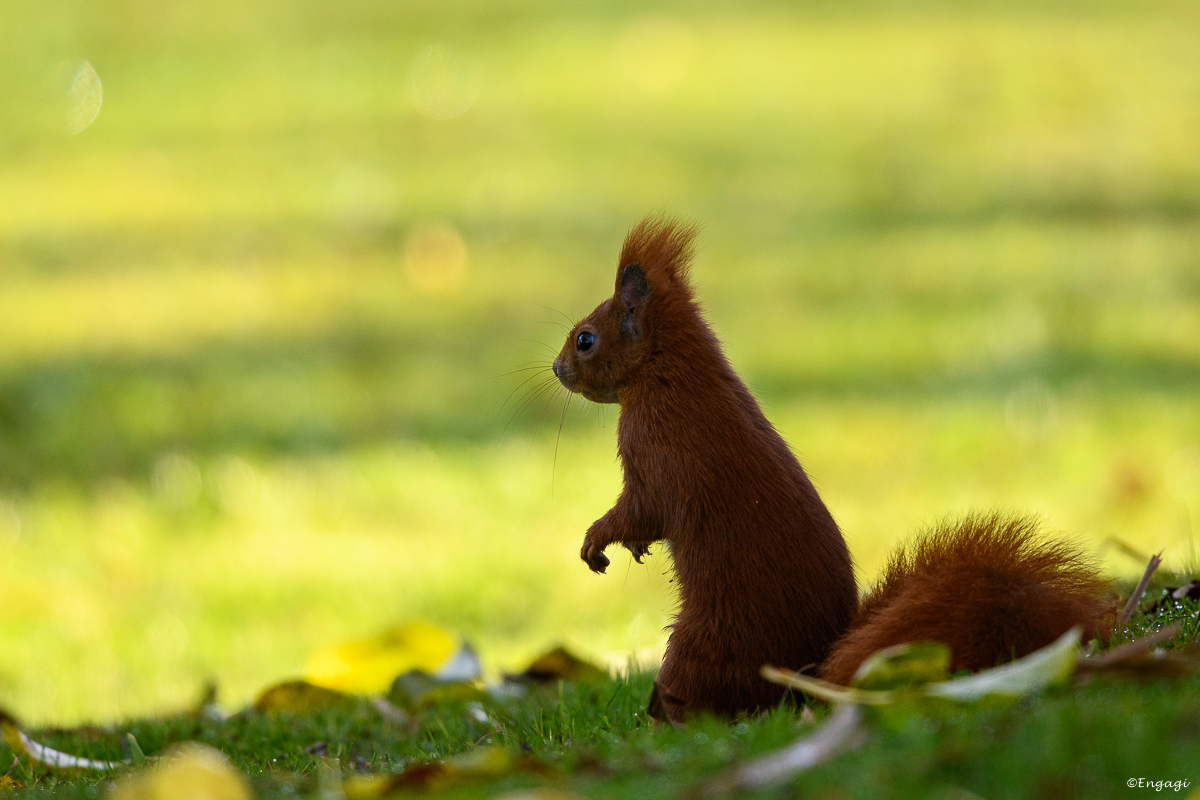 DSC_8519.jpg