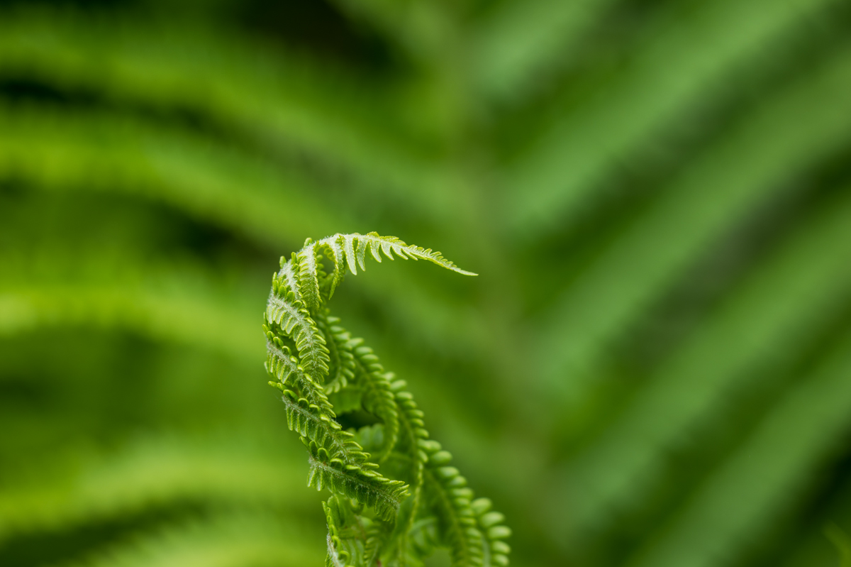 20250517_NZ8_3134_DPNF.jpg