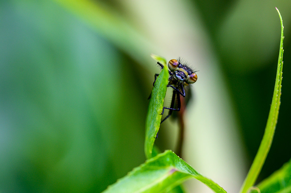 20190509_NZ6_1172vNF.jpg