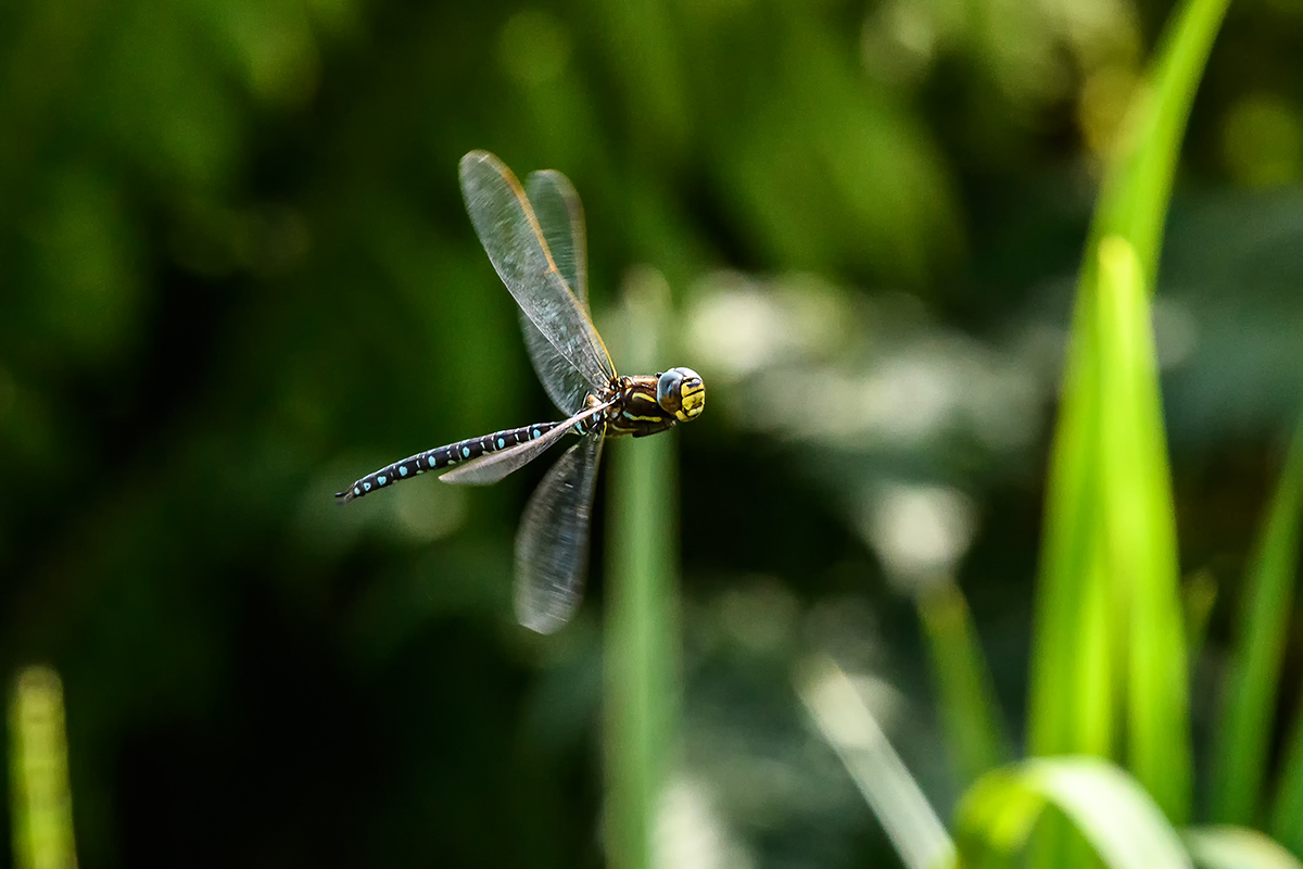 20170825_D500_2489vNF.jpg