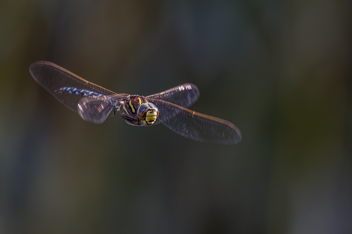 20260902_NZ9_0604_DPXNF.jpg