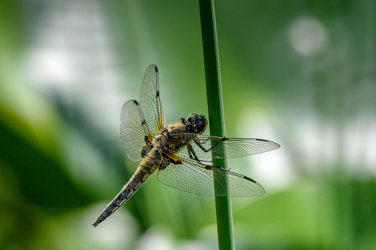 20180605_D500_0140NF.jpg