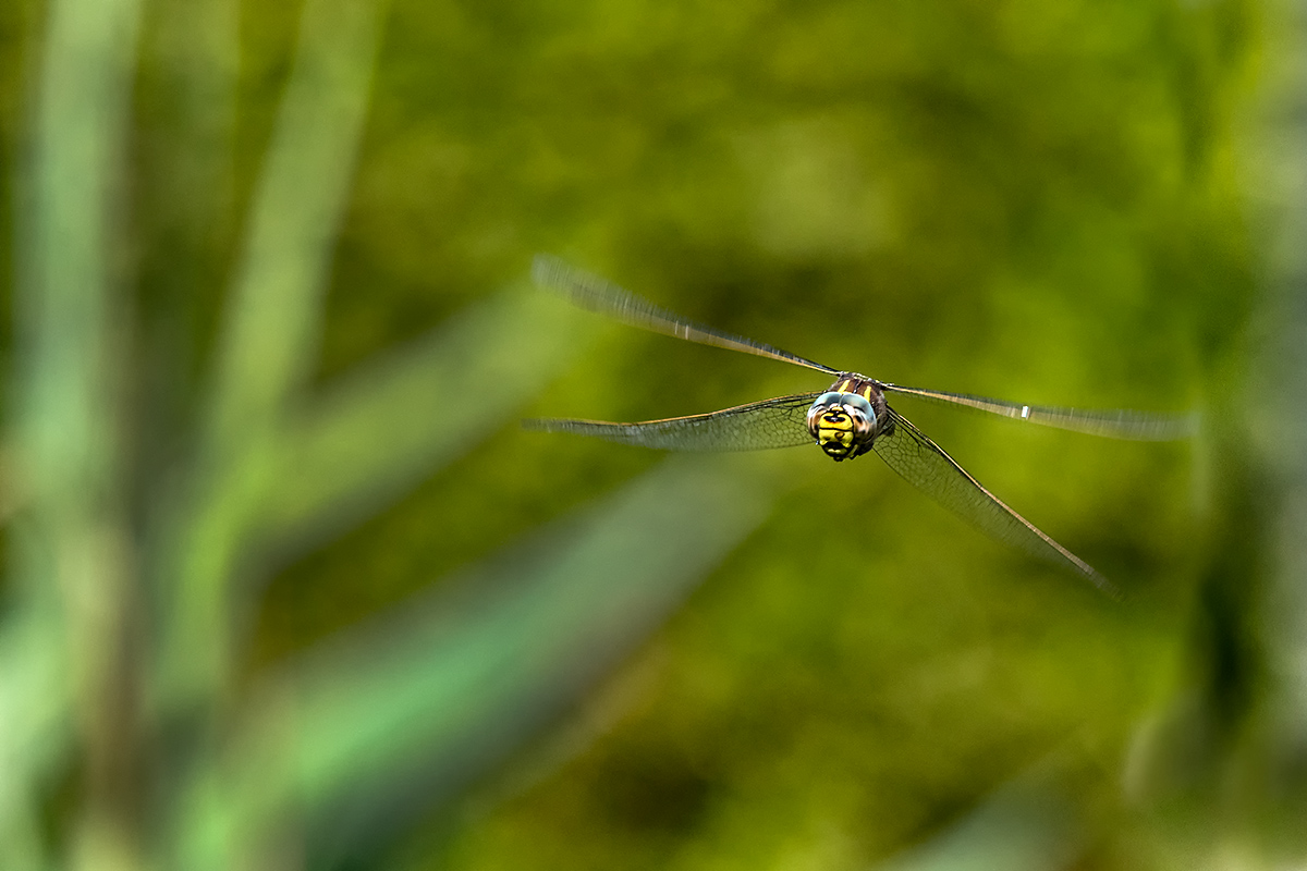 20180819_D850_1776NF.jpg