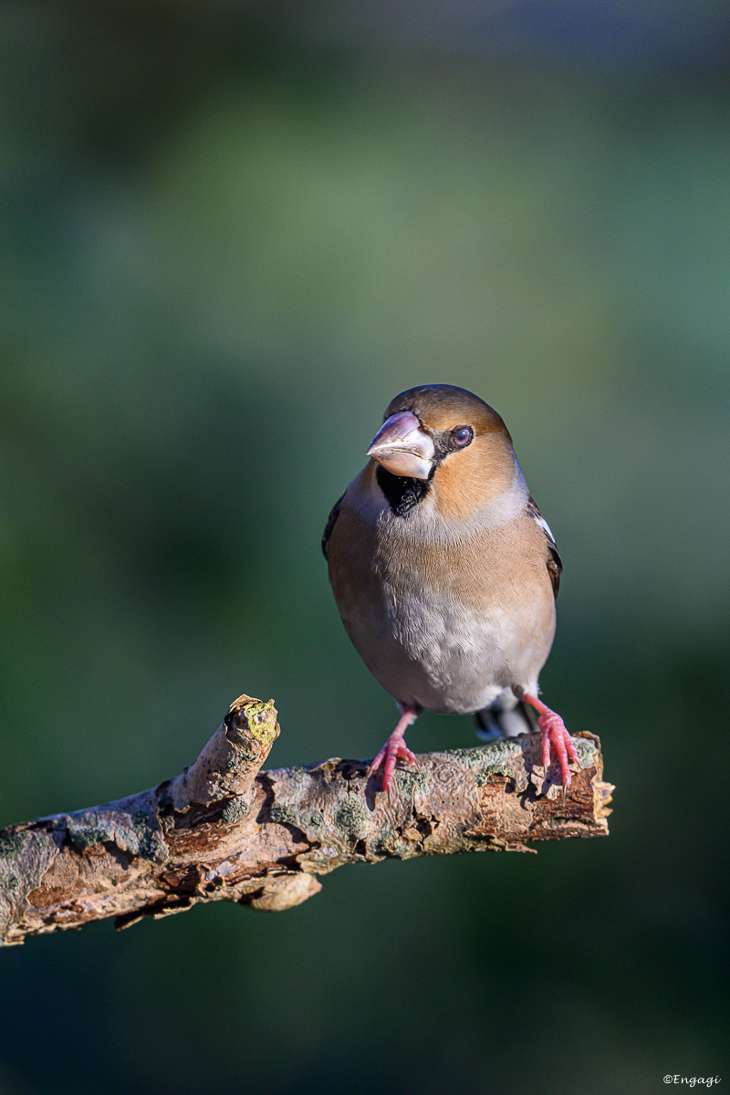 DSC_0337-2.jpg