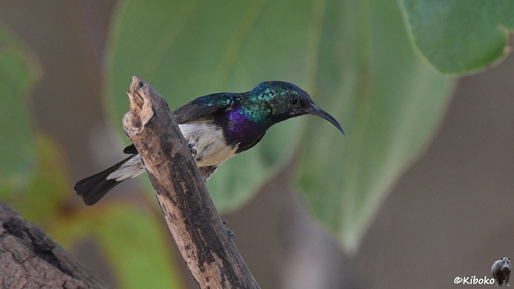 Das Bild zeigt einen kleinen Vogel mit dunklen, nach unten gebogenen Schnabel, grünen Kopf, grünen Schultern, violett metallic schimmernder Brust, weißer Unterseite und dunkelgrauen Flügel und Schwanzfedern.
