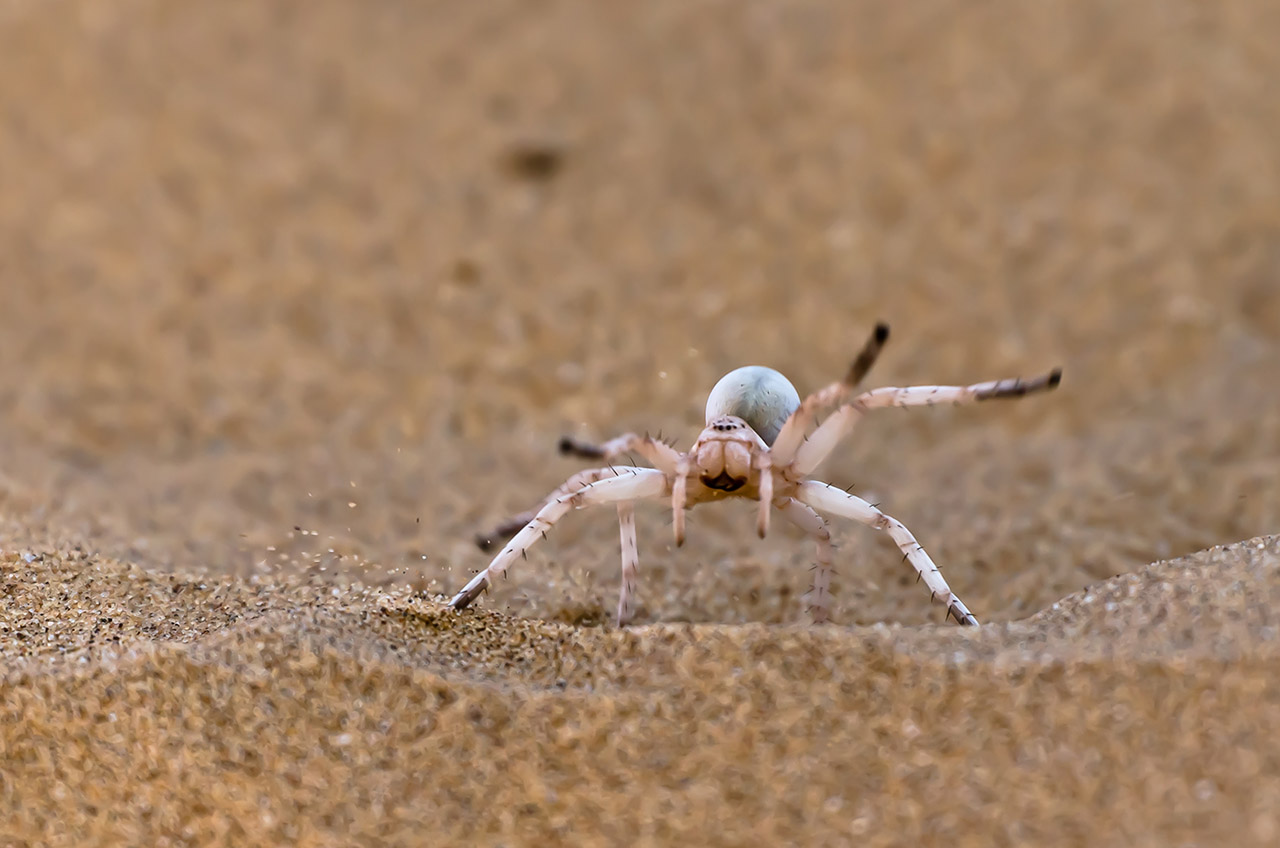 namibia_dancing_white_lady1.jpg