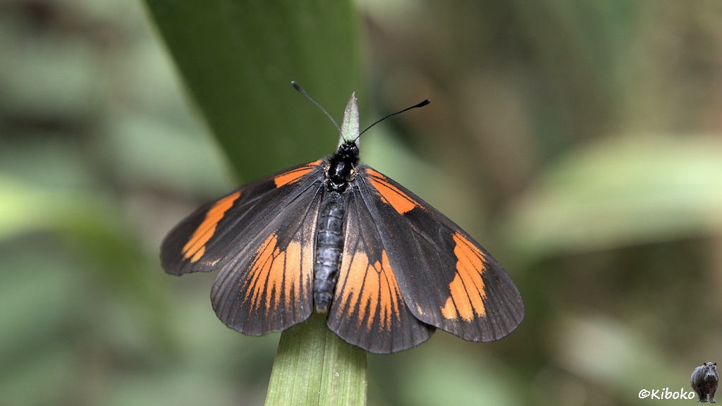 Das Bild zeigt einen schwarzen Schmetterling mit orangen Flecken mit ausgebreiteten Flügeln auf dem Ende eines Blattes.