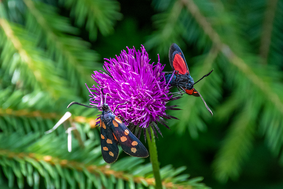 20180719_D500_2329NF.jpg