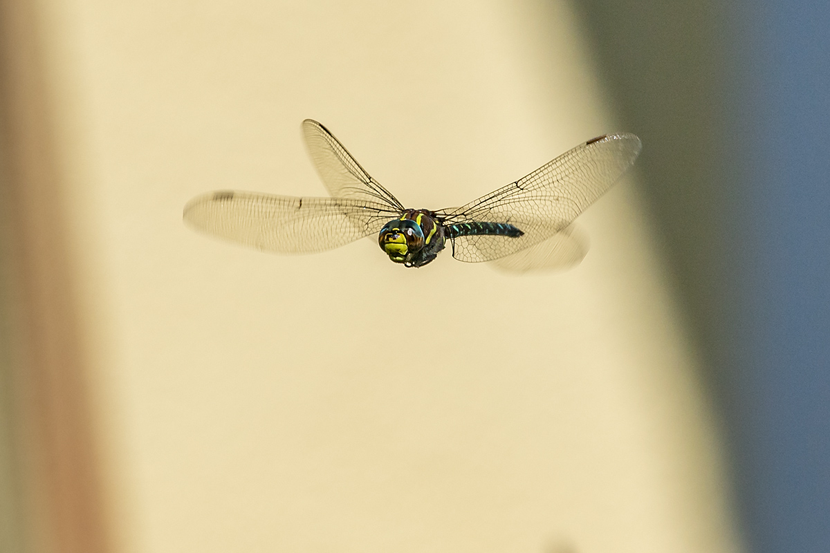 20180816_ND5_1016NF.jpg
