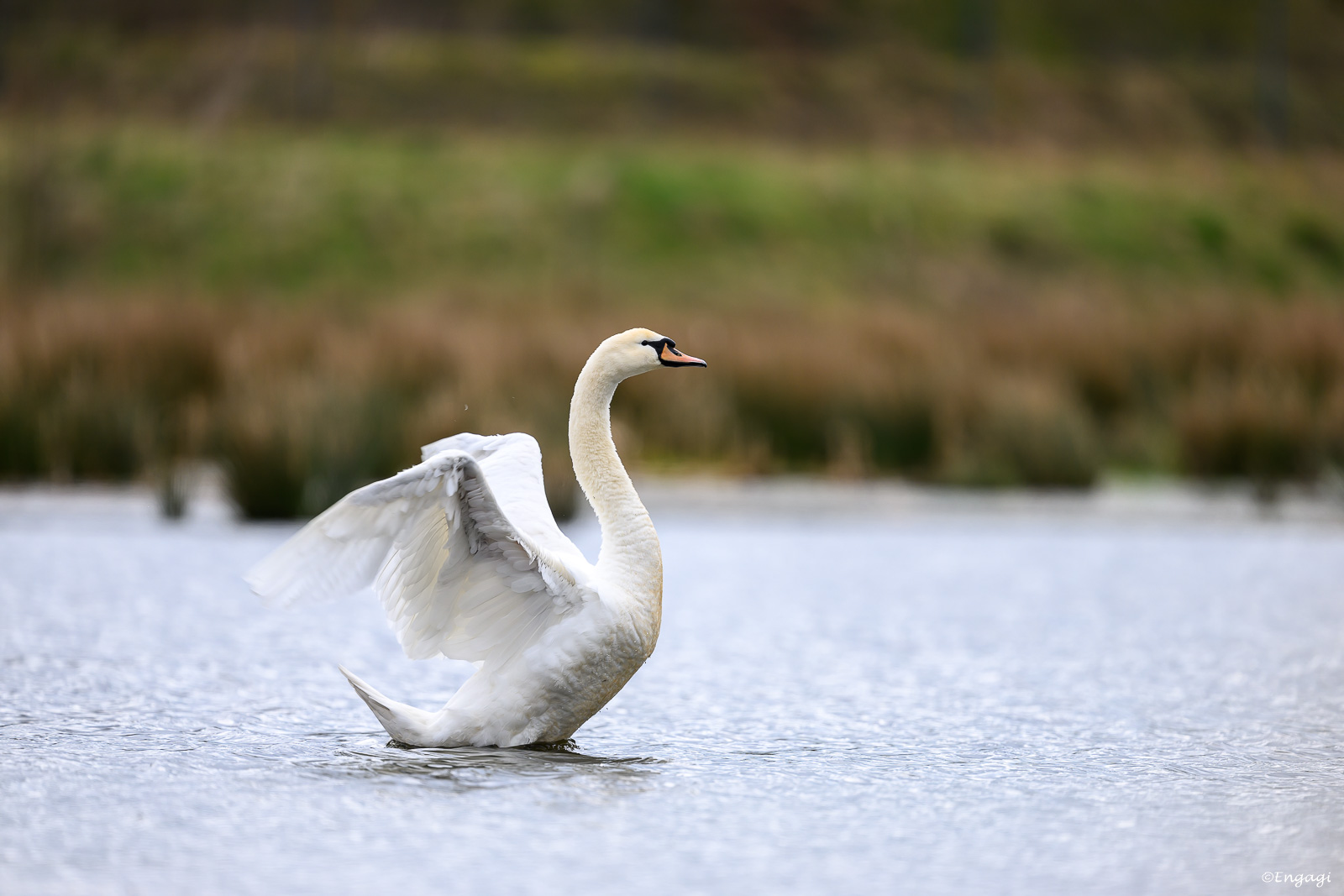 DSC_7473.jpg