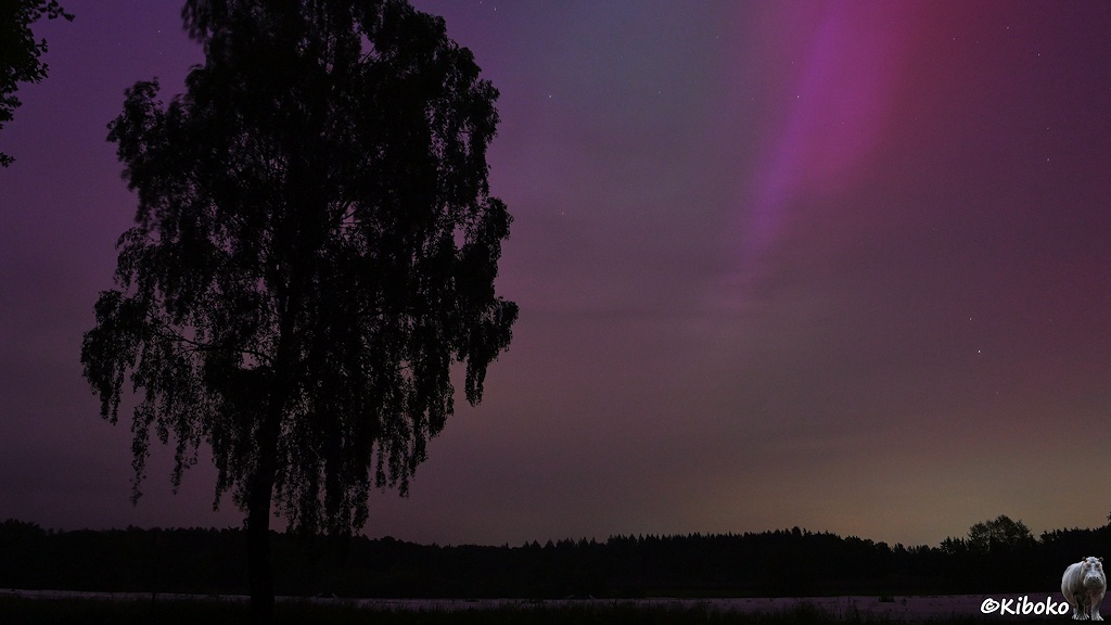 Das Bild zeigt eine Birke im linken Bildbereich. Rechts davon ist ein vertikaler rosa Streifen am Himmel.