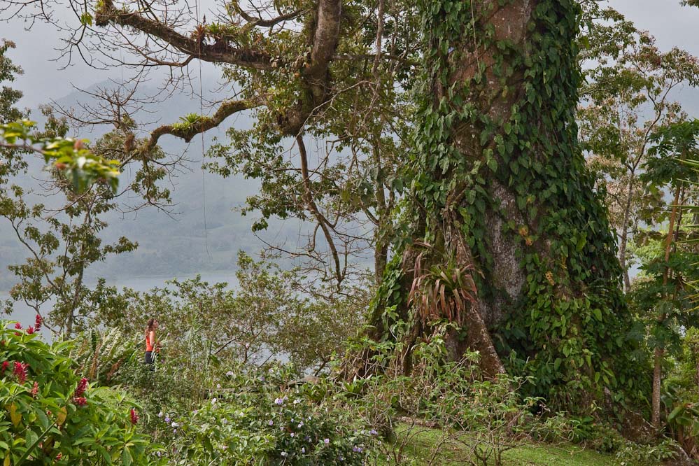 web-ceiba.jpg