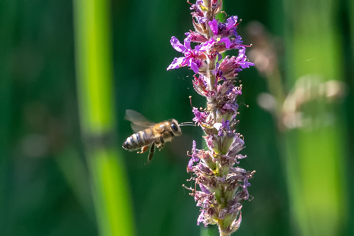 20180802_ND5_0005NF.jpg