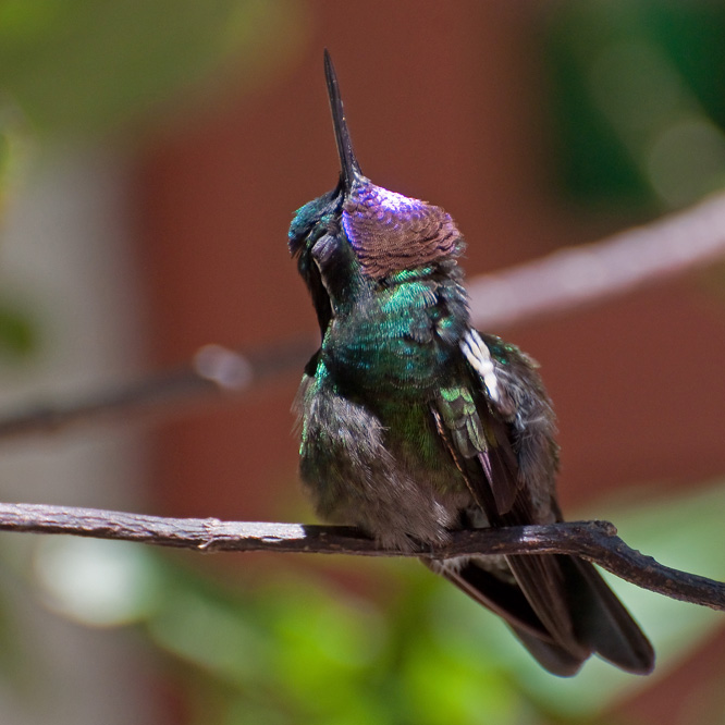web-kolibri2.jpg