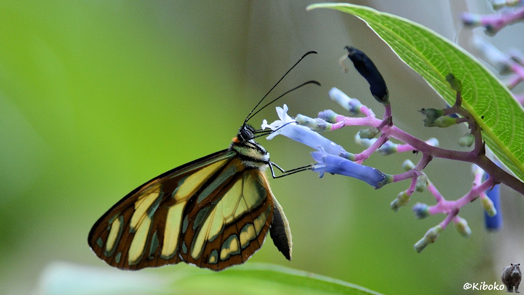 Das Bild zeigt einen Schmetterling mit gelb-transparenten Flügeln. Die Flügel haben einen braunen Rand sowie braune und grüne Streifen. Der Schmetterlin sitzt ein einer hellblauen länglichen Blüte.