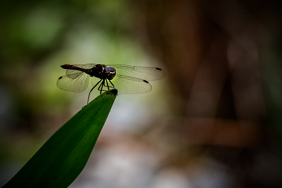 20180731_D850_3505v4NF.jpg