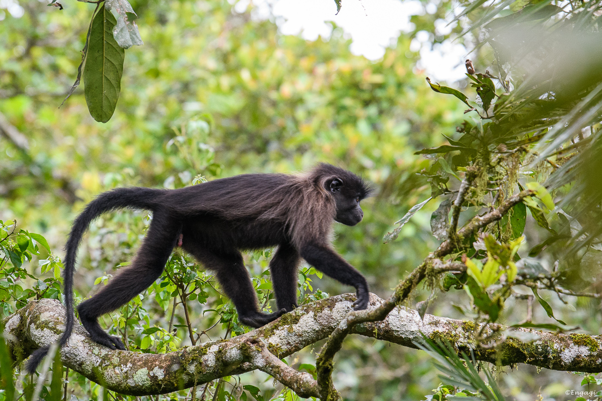 Uganda%200857.jpg