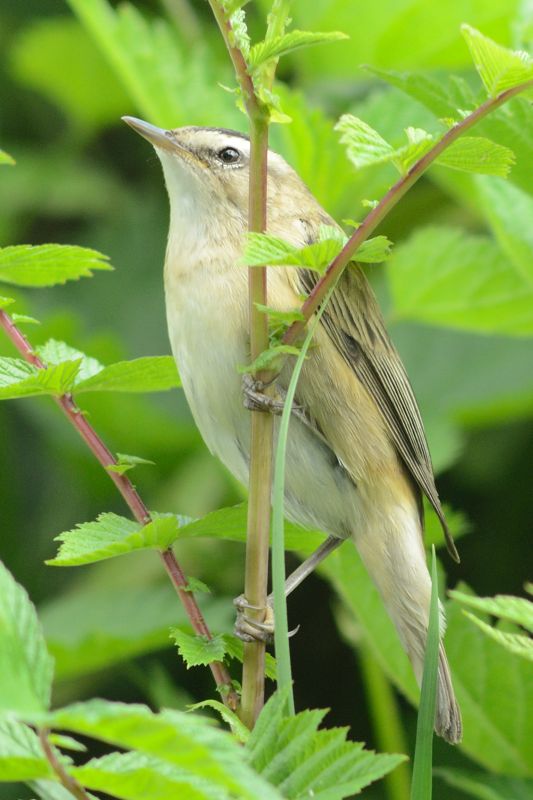 UnbekannterVogel-1.jpg