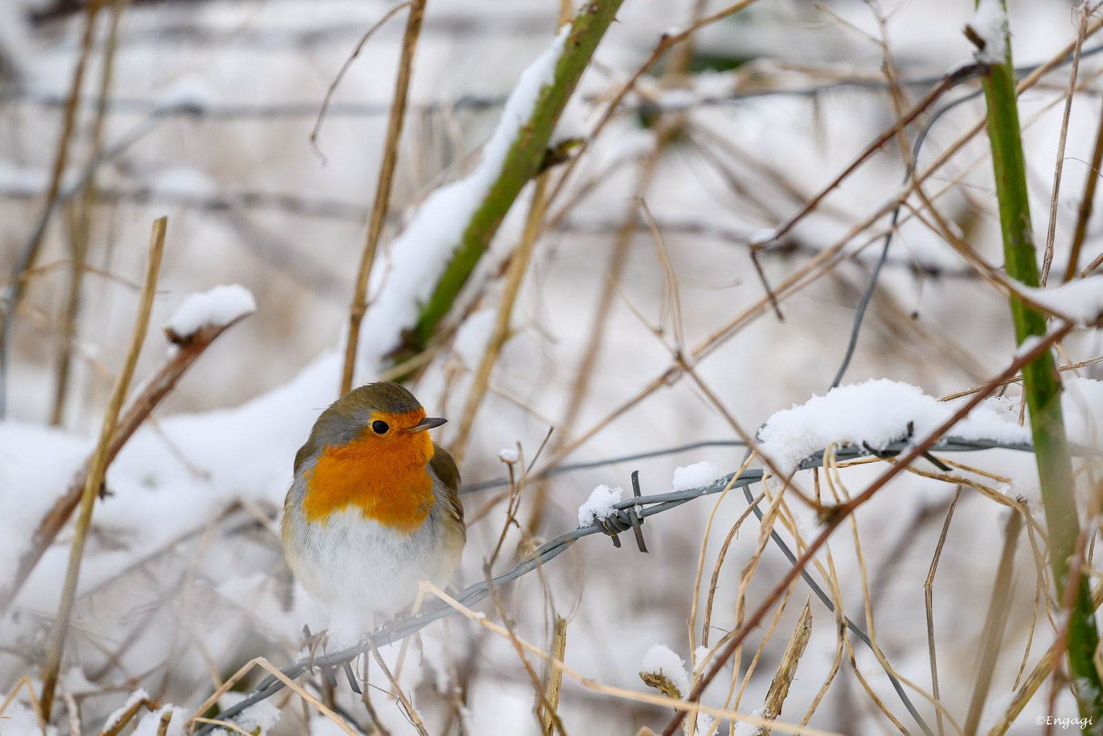 DSC_4971.jpg