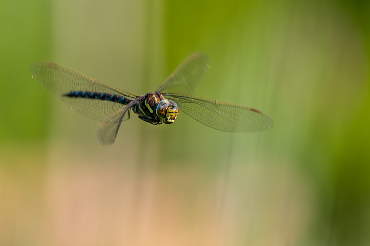 20260627_NZ8_1067_DPXNF.jpg