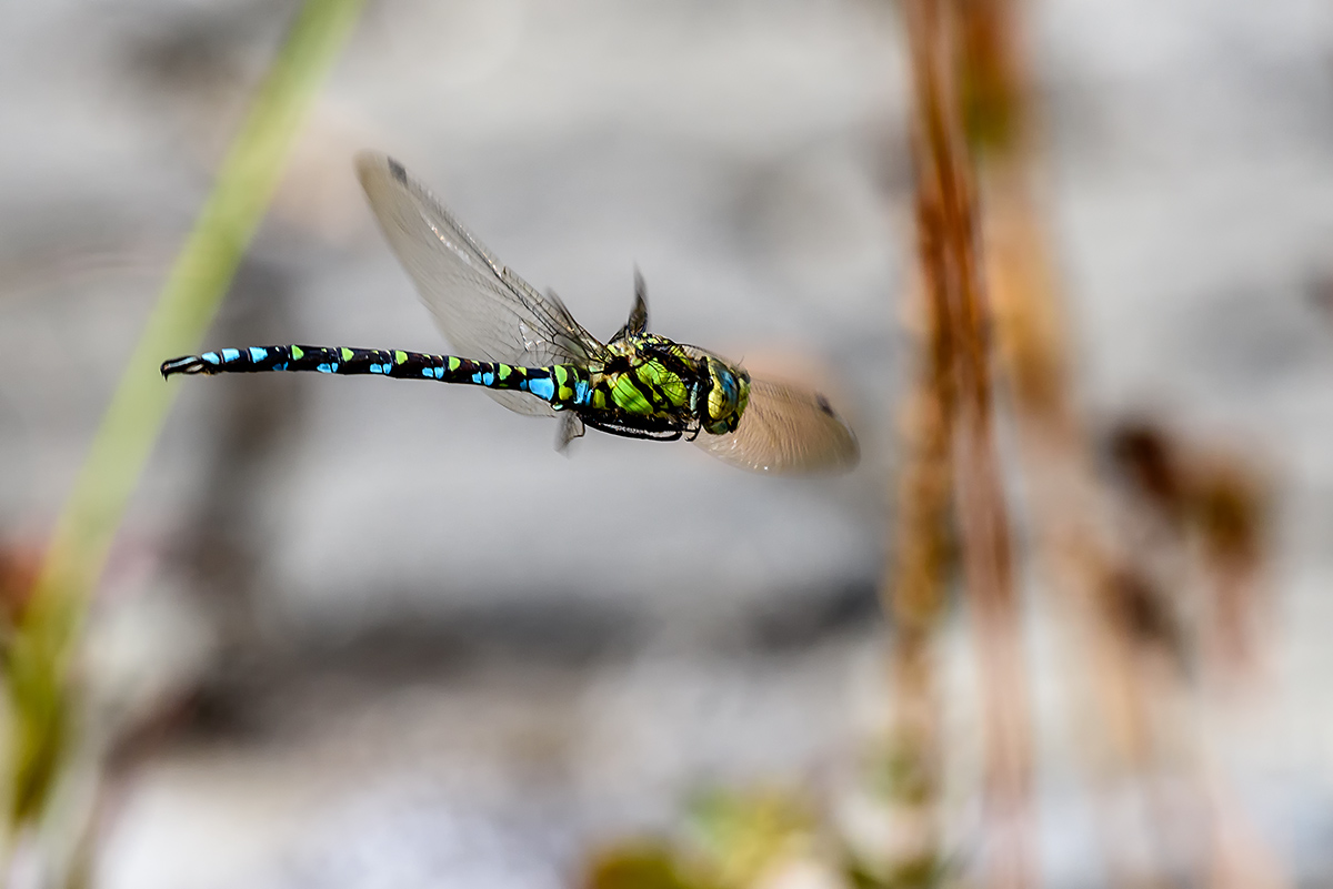 20171004_D810_0209NF.jpg