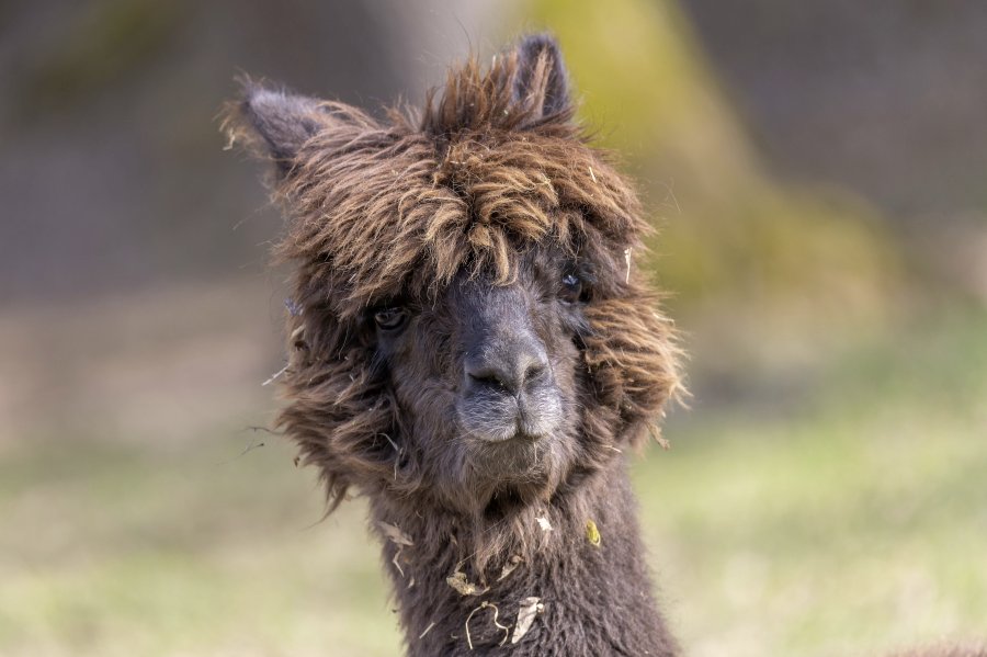 tierpark_haag23_89.jpg