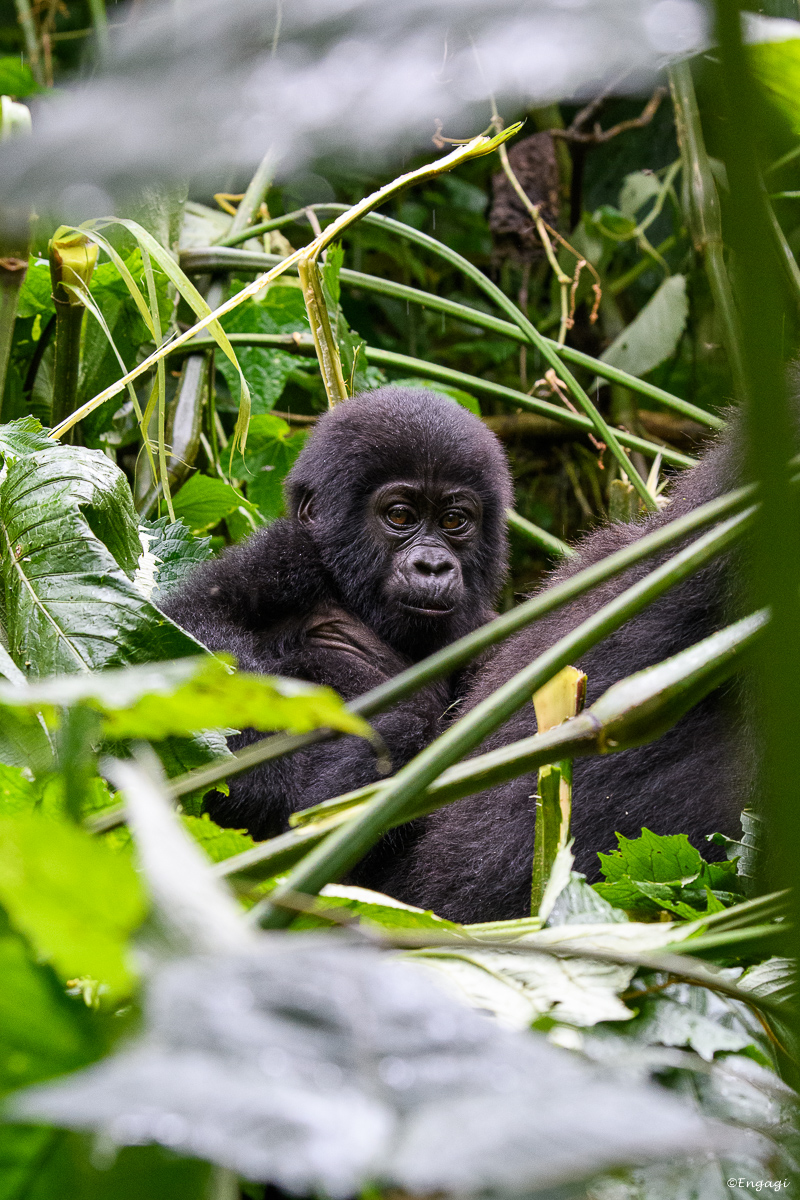 Uganda%201981.jpg