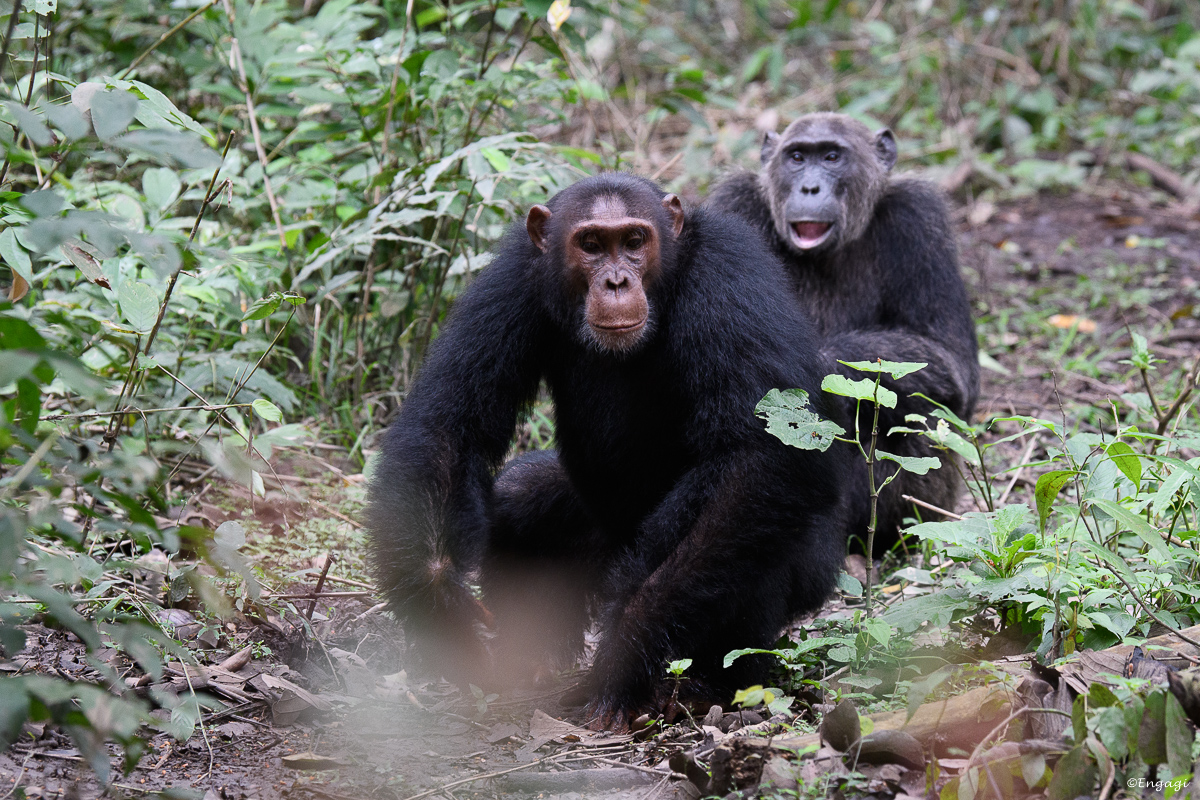 Uganda%201291.jpg