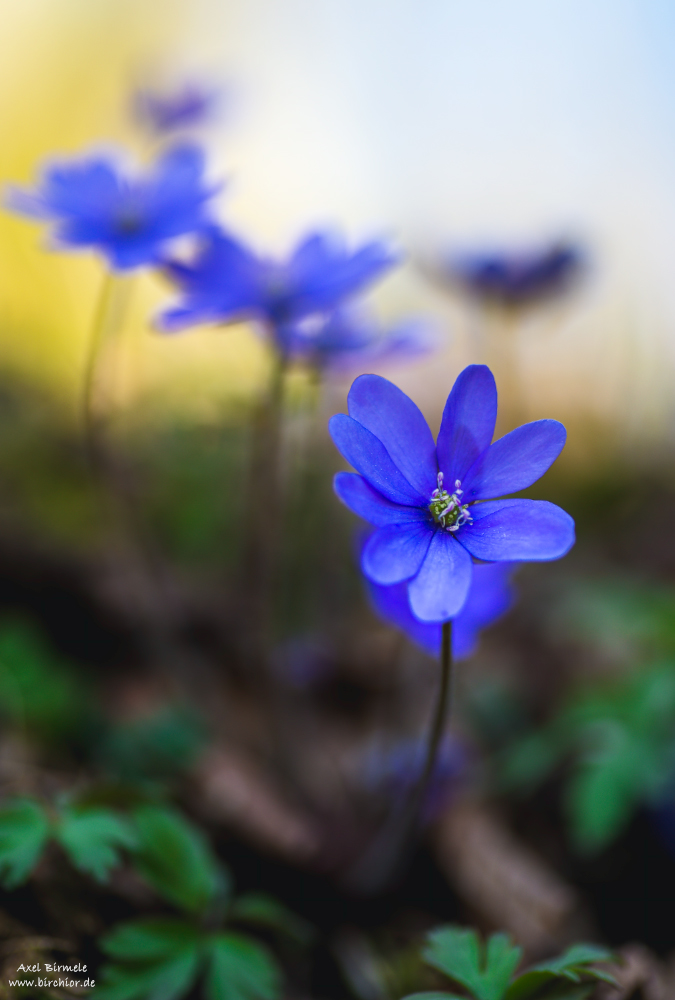 20150328_0122_PS_1000Px.jpg