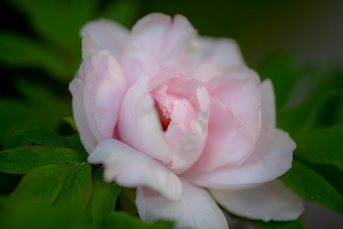 20180429_D850_2511NF.jpg