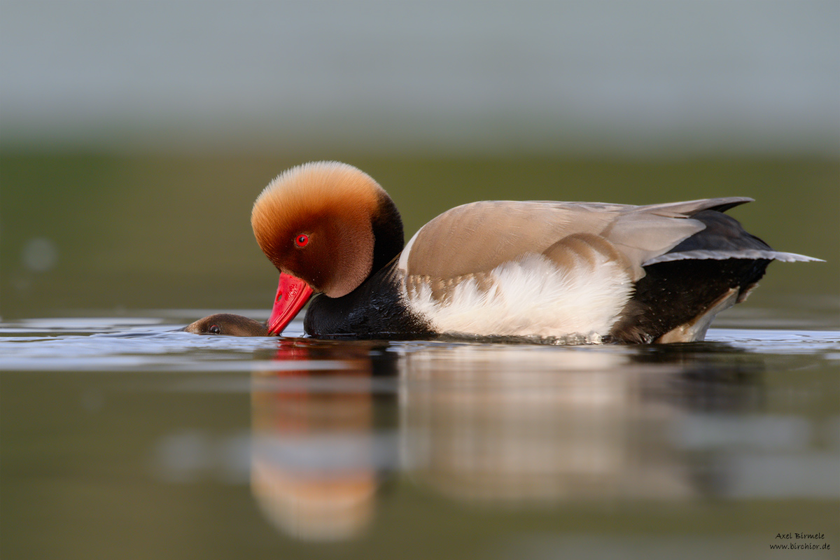 20150425_0255_PS_1200Px.jpg