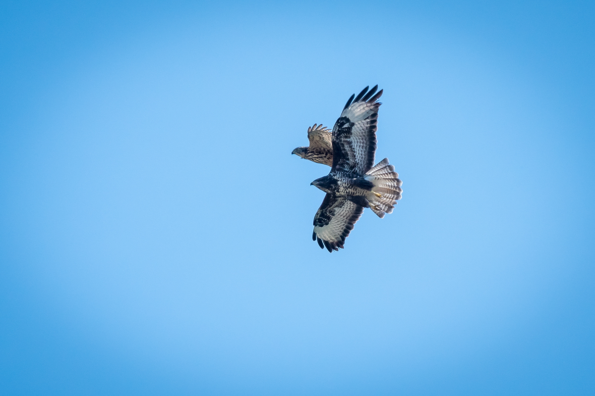 20200914_D500_1756NF.jpg