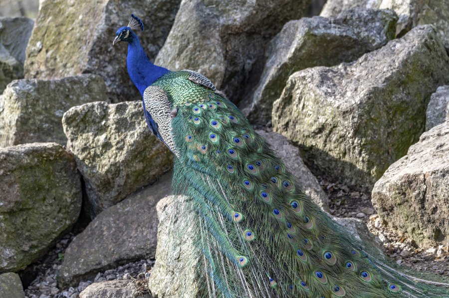 tierpark_haag23_72.jpg
