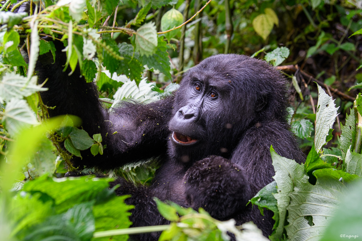 Uganda%201947.jpg