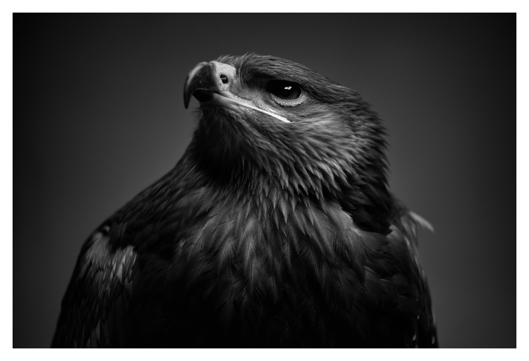voegelchen.jpg