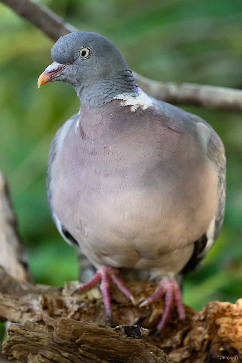 DSC_6336.jpg