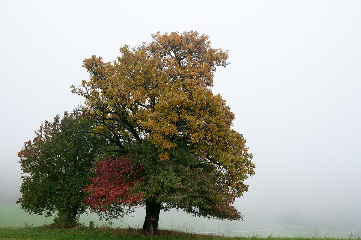 nebel-opfersteine-52.jpg