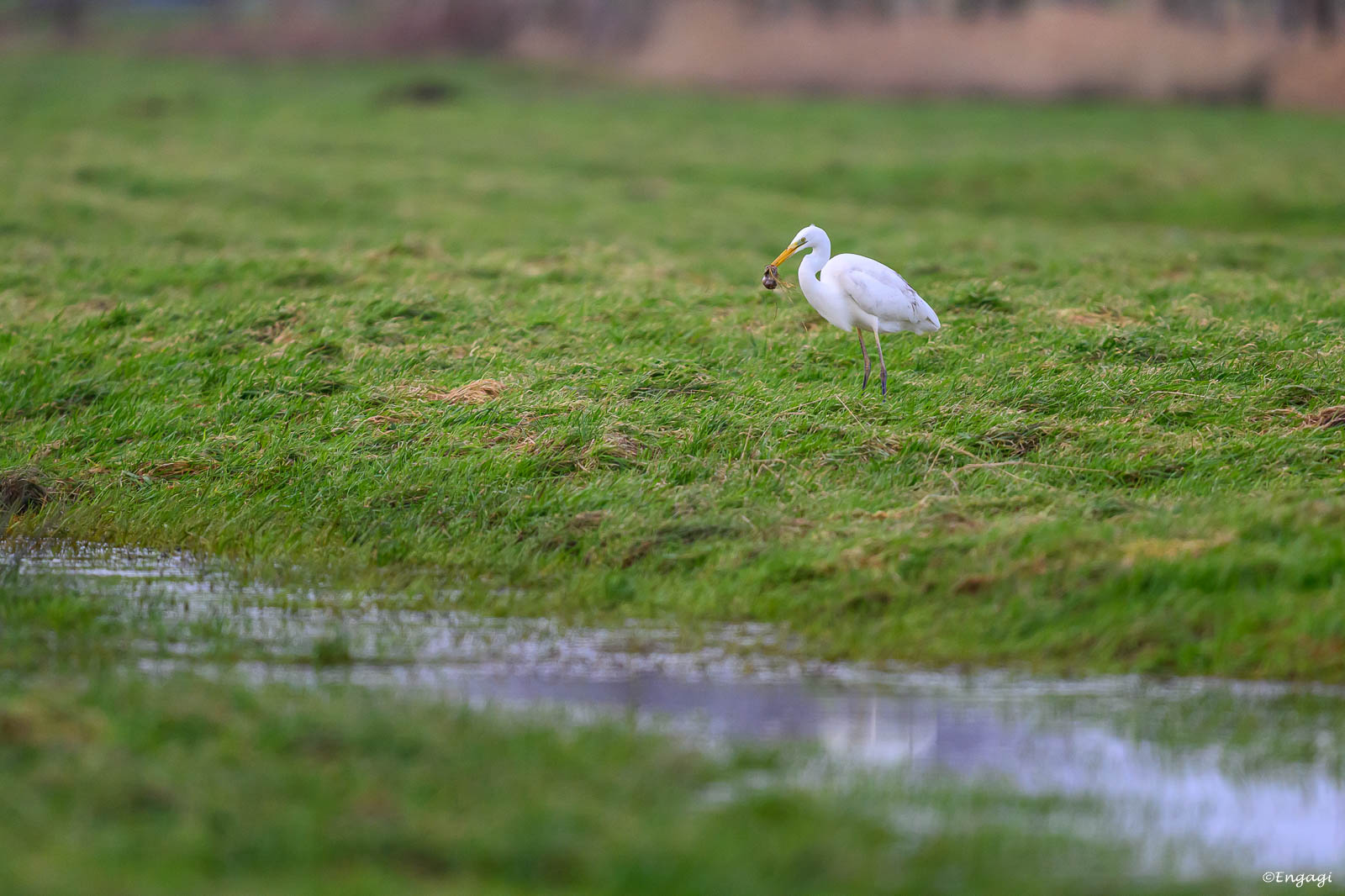 DSC_5229.jpg