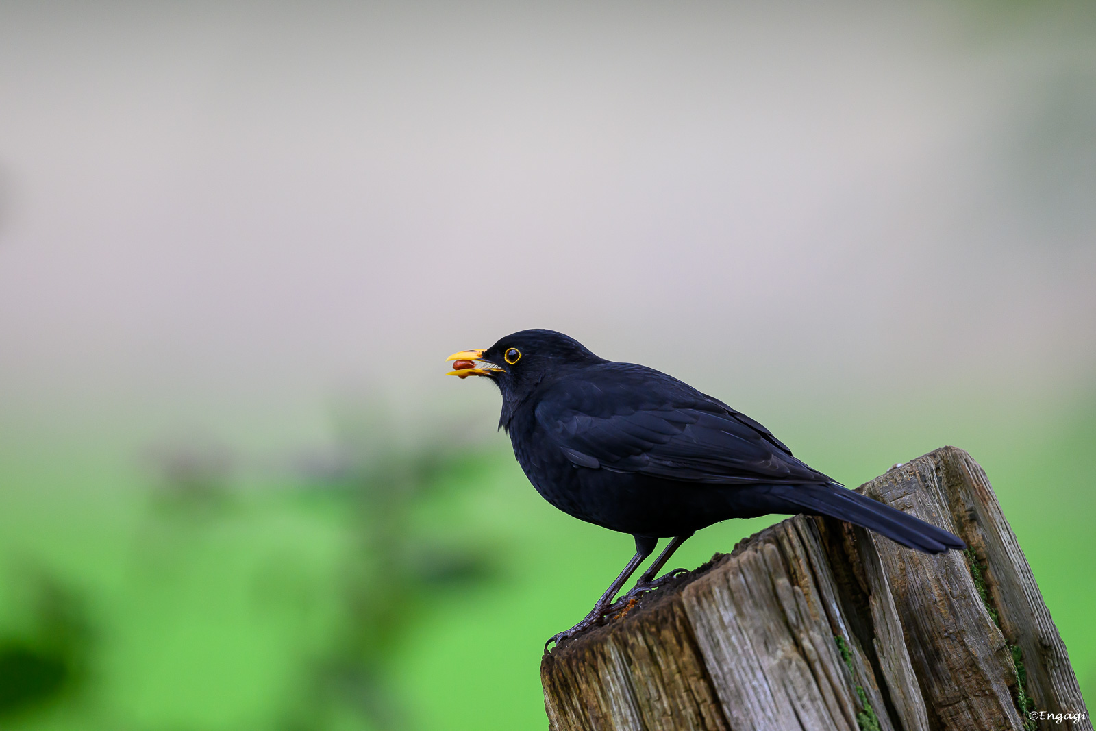 DSC_2973.jpg