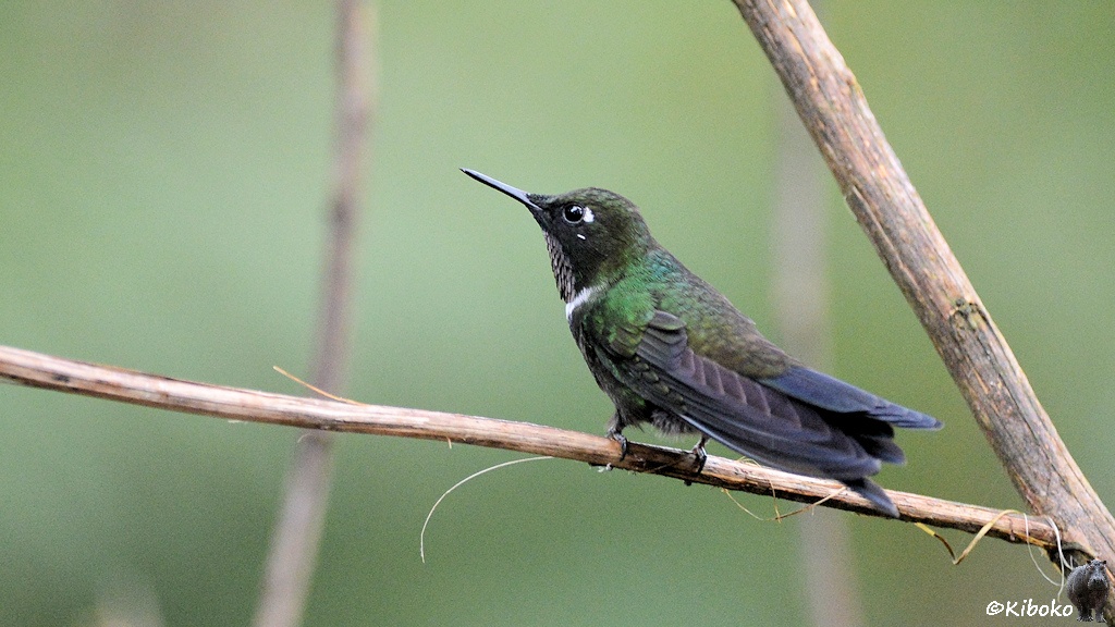 Das Bild zeigt einen olivgrünen Vogel mit kurzen geraden Schnabel von de rSeite auf einem trockenen Ast. Am Hals hat der Vogel einen schmalen weißen Querstreifen. Die Schwanzfelder sind dunkelbraun.